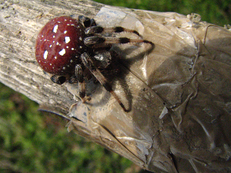 ARACHNIDES - ARAIGNEES - L'Araignée à quatre points (Araneus quadratus)