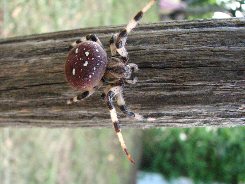 L'Araignée à quatre points (Araneus quadratus) ARACHNIDES - ARAIGNEES -
