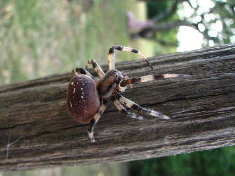 ARAIGNEES - L'Araignée à quatre points (Araneus quadratus)