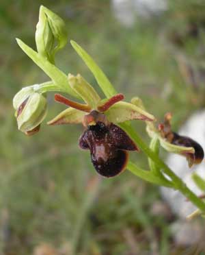  SFO Poitou-Charentes et Vendée. Compte-rendu de la sortie SFO sur le coteau de Maumont en Charente. Hybride Ophrys araneola x Ophrys insectifera.