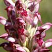Orchidées Poitou-Charentes et Vendée. Site SFO. Cartographie Vienne. Anacamptis coriophora subsp. fragrans.