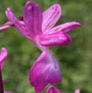 Cartographie des Orchidées de Poitou-Charentes et Vendée - Fiche cartographique pour la Vienne d'Anacamptis laxiflorra. SFO de Poitou-Charentes et Vendée.