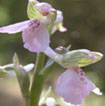 Orchidées Poitou-Charentes et Vendée. Site SFO. Cartographie Vienne. Anacamptis morio