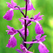 Cartographie des Orchidées de Poitou-Charentes et Vendée - Fiche cartographique pour la Vienne d'Anacamptis palustris. SFO de Poitou-Charentes et Vendée.