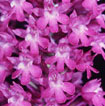 Cartographie des Orchidées de Poitou-Charentes et Vendée - Fiche cartographique pour la Vienne d'Anacamptis pyramidalis. SFO de Poitou-Charentes et Vendée.