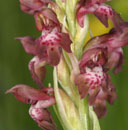 Hybrides des Orchidées indigènes de Poitou-Charentes et Vendée. Espèce parentale : Anacamptis fragrans