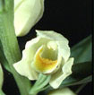 Cartographie des Orchidées de Poitou-Charentes et Vendée - Fiche cartographique pour la Vienne de Cephalanthera damasonium. SFO de Poitou-Charentes et Vendée.