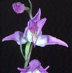 Cartographie des Orchidées de Poitou-Charentes et Vendée - Fiche cartographique pour la Vienne de Cephalanthera rubra. SFO de Poitou-Charentes et Vendée.