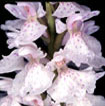Cartographie des Orchidées de Poitou-Charentes et Vendée - Fiche cartographique pour la Vienne de Dactylorhiza maculata subsp. ericetorum. SFO de Poitou-Charentes et Vendée.