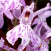 Cartographie des Orchidées de Poitou-Charentes et Vendée - Fiche cartographique pour la Vienne de Dactylorhiza fuchsii. SFO de Poitou-Charentes et Vendée.