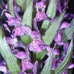 Cartographie des Orchidées de Poitou-Charentes et Vendée - Fiche cartographique pour la Vienne de Dactylorhiza incarnata. SFO de Poitou-Charentes et Vendée.
