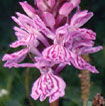 Cartographie des Orchidées de Poitou-Charentes et Vendée - Fiche cartographique pour la Vienne de Dactylorhiza maculaa. SFO de Poitou-Charentes et Vendée.