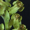 Cartographie des Orchidées de Poitou-Charentes et Vendée - Fiche cartographique pour la Vienne de Dactylorhiza viridis. SFO de Poitou-Charentes et Vendée.