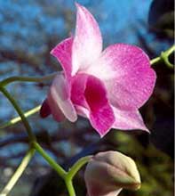 SFO de Poitou-Charentes et Vendée. Orchidées exotiques. Fiche de culture : Dendrobium.