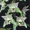Cartographie des Orchidées de Poitou-Charentes et Vendée - Fiche cartographique pour la Vienne d'Epipactis helleborine. SFO de Poitou-Charentes et Vendée. . 