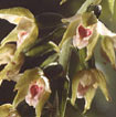 Cartographie des Orchidées de Poitou-Charentes et Vendée - Fiche cartographique pour la Vienne d'Epipactis muelleri. SFO de Poitou-Charentes et Vendée.