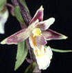 Cartographie des Orchidées de Poitou-Charentes et Vendée - Fiche cartographique pour la Vienne d'Epipactis palustris. SFO de Poitou-Charentes et Vendée.