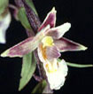 Orchidées Poitou-Charentes et Vendée. Site SFO. Cartographie Vienne. Epipactis palustris