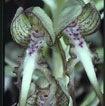Cartographie des Orchidées de Poitou-Charentes et Vendée - Fiche cartographique pour la Vienne d'Himantoglossum hircinum. SFO de Poitou-Charentes et Vendée.