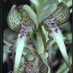 Orchidées Poitou-Charentes et Vendée. Site SFO. Cartographie Vienne. Himantoglossum hircinum