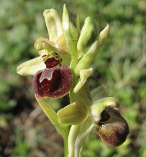 Société Française d'Orchidophilie de Poitou-Charentes et Vendée. Orchidées indigènes. Variations. Ophrys argensonensis.