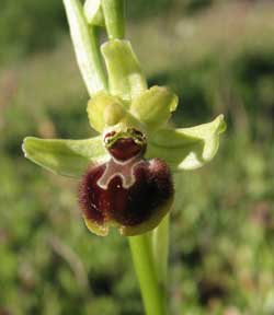 Société Française d'Orchidophilie de Poitou-Charentes et Vendée. Orchidées indigènes. Variations. Ophrys argensonensis.