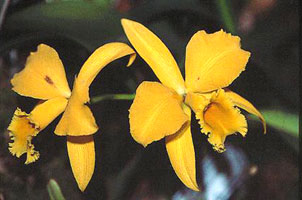 Cattleya sp. Conseils de culture des Orchidées exotiques. SFO de Poitou-Charentes et Vendée
