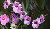 Miltoniopsis SFO de Poitou-Charentes et Vendée. Orchidées exotiques. Fiche de culture : Miltoniopsis