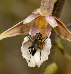 Société Française d' Orchidophilie de Poitou-Charentes et Vendée. Orchidées indigènes. Pollinisateurs. Epipactis palustris visité par un Diptère cyclorhaphe.