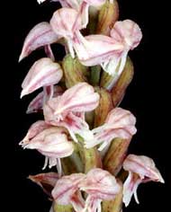 Orchidées de Poitou-Charentes et Vendée. SFO de Poitou-Charentes et Vendée. Neotinea maculata. Orchidée indigène particulièrement discrète et rare dans notre région. Découverte récemment, en 2002 dans la forêt de St. Trojan