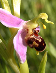 Orchidées de Poitou-Charentes et Vendée. SFO de Poitou-Charentes et Vendée. Ophrys apifera. Cette Orchidée indigène au labelle apiforme se rencontre couramment sur les pelouses entretenues et les prairies naturelles pauvres.