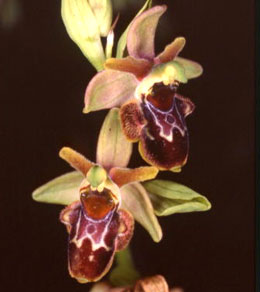 SFO de Poitou-Charentes et Vendée. Hybrides des orchidées indigènes de Poitou-Charentes et Vendée. Hybride : Ophrys araneola x Ophrys scolopax.