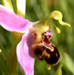 Cartographie des Orchidées de Poitou-Charentes et Vendée - Fiche cartographique pour la Vienne d'Ophrys apifera. SFO de Poitou-Charentes et Vendée.