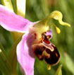 Orchidées Poitou-Charentes et Vendée. Site SFO. Cartographie Vienne. Ophrys apifera