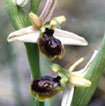 Orchidées Poitou-Charentes et Vendée. Site SFO. Cartographie Vienne. Ophrys arachnitiformis