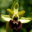 Cartographie des Orchidées de Poitou-Charentes et Vendée - Fiche cartographique pour la Vienne d'Ophrys argensonensis. SFO de Poitou-Charentes et Vendée.
