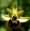Orchidées Poitou-Charentes et Vendée. Site SFO. Cartographie Vienne. Ophrys argensonensis
