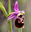 Orchidées Poitou-Charentes et Vendée. Site SFO. Cartographie Vienne. Ophrys fuciflora