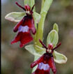 Cartographie des Orchidées de Poitou-Charentes et Vendée - Fiche cartographique pour la Vienne d'Ophrys insectifera. SFO de Poitou-Charentes et Vendée.