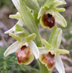 Cartographie des Orchidées de Poitou-Charentes et Vendée - Fiche cartographique pour la Vienne d'Ophrys araneola. SFO de Poitou-Charentes et Vendée.