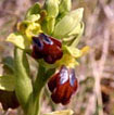 Orchidées Poitou-Charentes et Vendée. Site SFO. Cartographie Vienne. Ophrys lupercalis