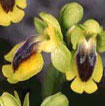 Orchidées Poitou-Charentes et Vendée. Site SFO. Cartographie Vienne. Ophrys lutea