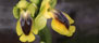 SFO Société Française d'Orchidophilie de Poitou-Charentes et Vendée. Site officiel de la SFO PCV. Ophrys lutea.. 