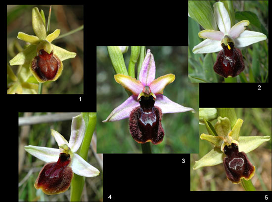 SFO Société française d'orchidophilie de Poitou-Charentes et Vendée. Orchidées vues hors Région Poitou-Charentes. Hybrides d'Ophrys magniflora. 