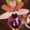 Orchidées Poitou-Charentes et Vendée. Site SFO. Cartographie Vienne. Ophrys passionis