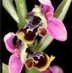 Orchidées Poitou-Charentes et Vendée. Site SFO. Cartographie Vienne. Ophrys santonica