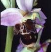 Cartographie des Orchidées de Poitou-Charentes et Vendée - Fiche cartographique pour la Vienne d'Ophrys scolopax. SFO de Poitou-Charentes et Vendée.