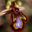 Orchidées Poitou-Charentes et Vendée. Site SFO. Cartographie Vienne. Ophrys speculum