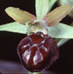 Orchidées Poitou-Charentes et Vendée. Site SFO. Cartographie Vienne. Ophrys aranifera