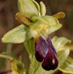 Cartographie des Orchidées de Poitou-Charentes et Vendée - Fiche cartographique pour la Vienne d'Ophrys sulcata. SFO de Poitou-Charentes et Vendée.